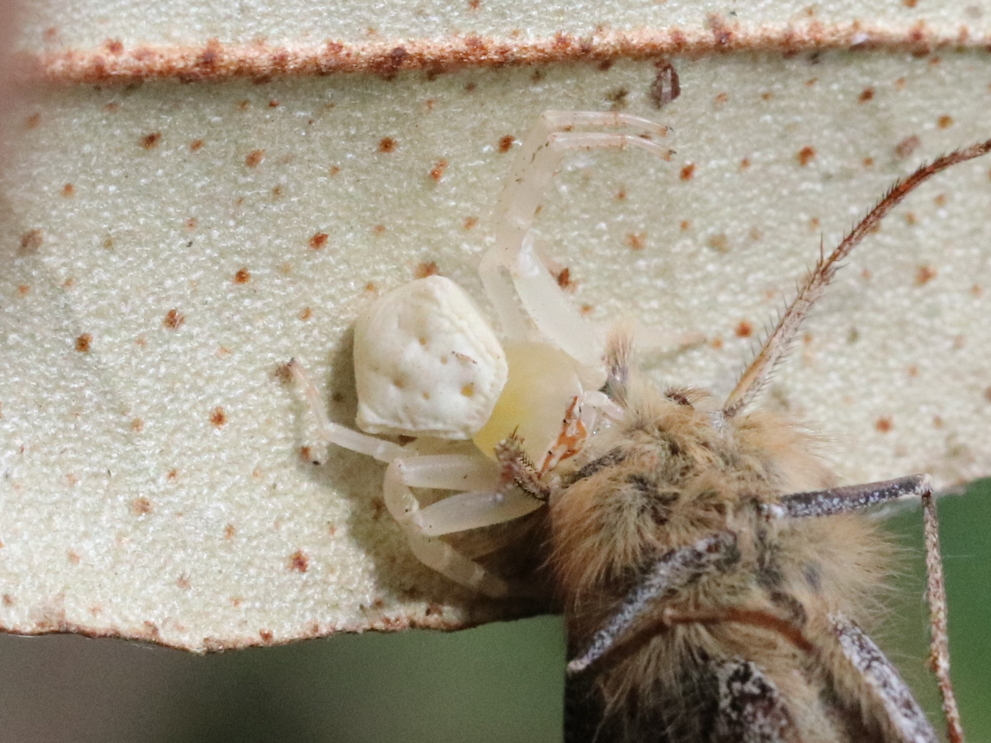 食事中のアズチグモ